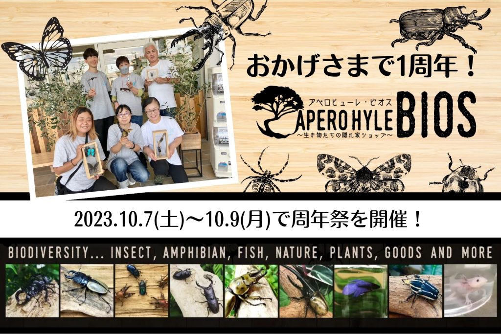 就労継続支援B型×昆虫＆生き物専門店【APERO HYLE  BIOS（アペロヒューレ・ビオス）】がオープン1周年！記念イベントとして昆虫ガラポンくじを開催！  ビオスでは初となる500円昆虫ガラポンくじを開催！10/7(土)～9(月)の3日間限定