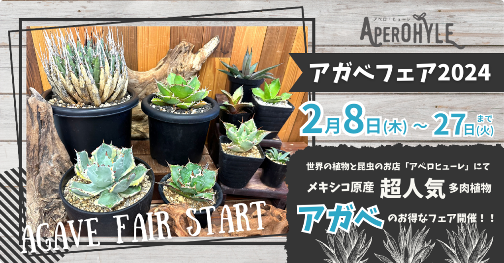 【世界の植物と昆虫のお店~アペロ・ヒューレ】アガベマニアに大人気！アガベフェアを開催！！多肉植物の中でもクールさNo.1！？アガベ・ディッキア30％OFF！  2/8（木）～2/27（火）まで開催！年1回アガベに沼